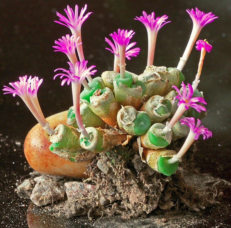 Conophytum obscurum ssp. barbatum
